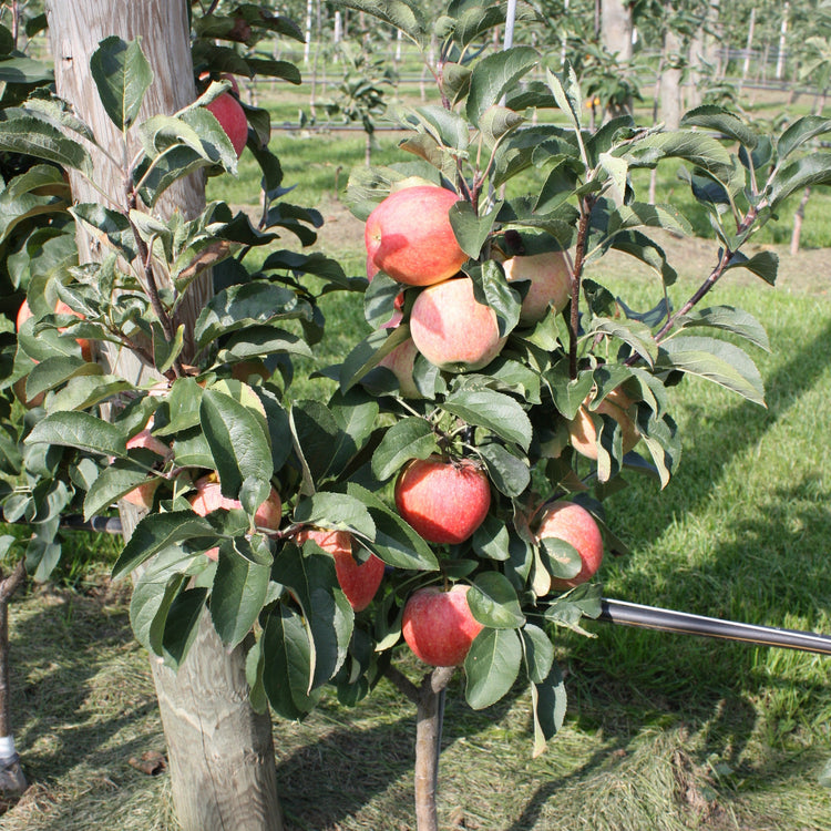 Dwarf apple tree Maloni® 'Sally®' young plants