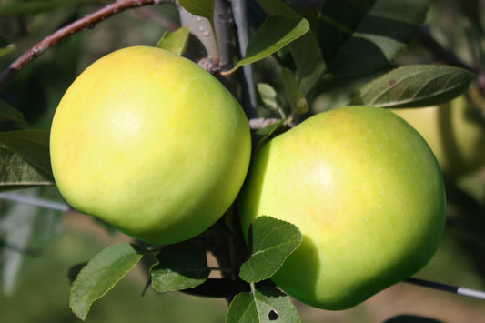 Apfelbaum Bionda® 'Bella'-Jungpflanzen