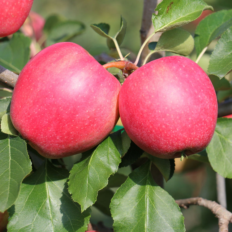 Apple tree Paradis® 'Ladylike®' young plants