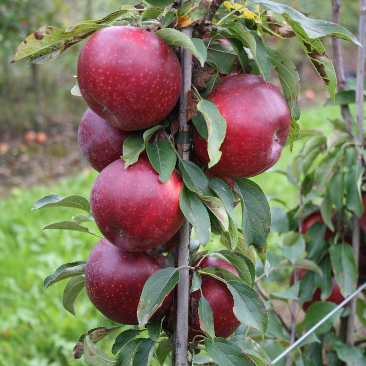 Säulenapfelbaum Redini® 'Cuckoo®'-Jungpflanzen