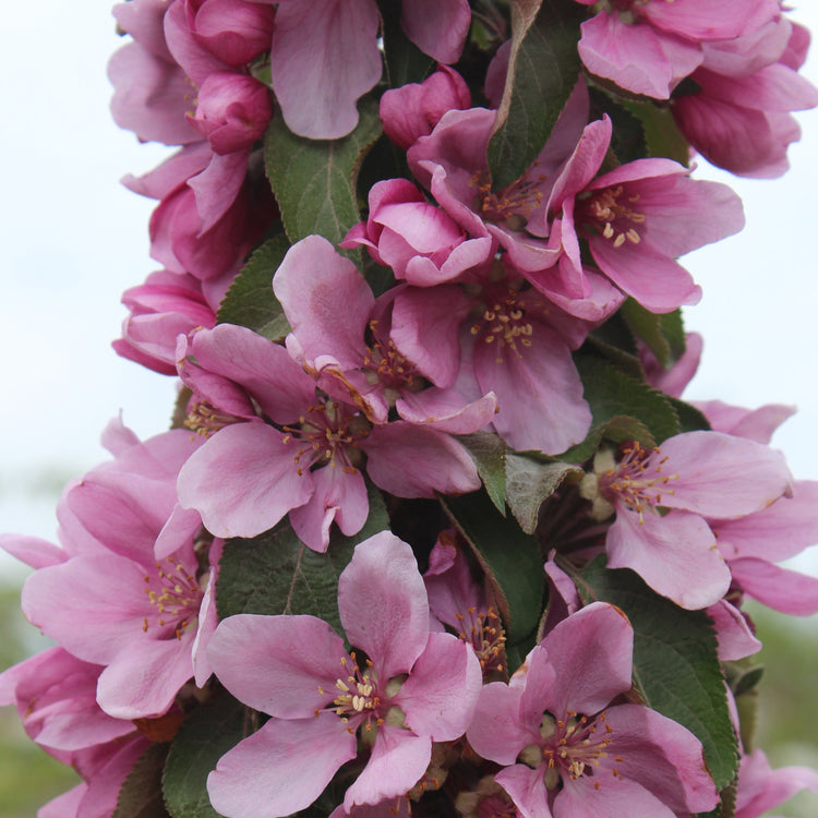 Columnar apple tree Redini® 'Cuckoo®' young plants