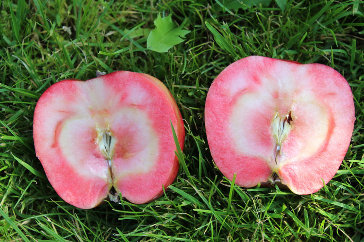 Columnar apple tree Redini® 'Cuckoo®' young plants