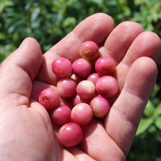 Blueberry 'Pink Lemonade'® young plants