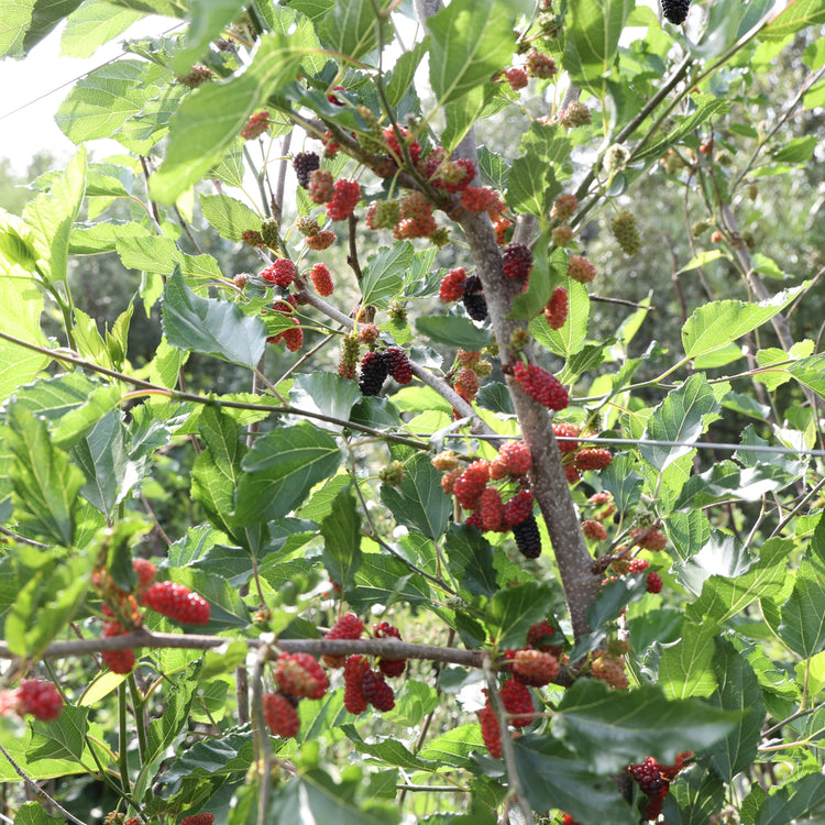 Mulberry Bombyx® 'Sisiphus Everbearing' young plants