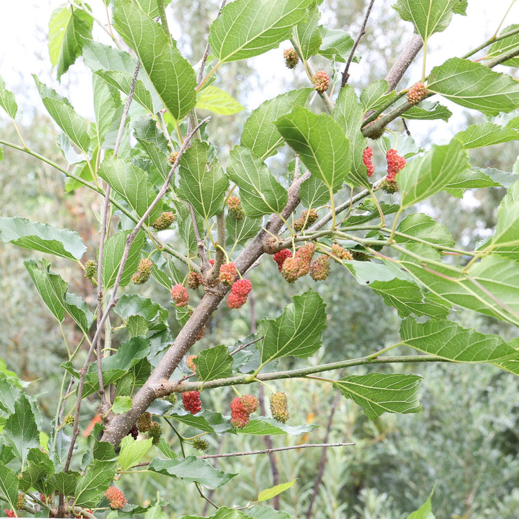 Maulbeere Bombyx® 'Sisiphus Everbearing'-Jungpflanzen