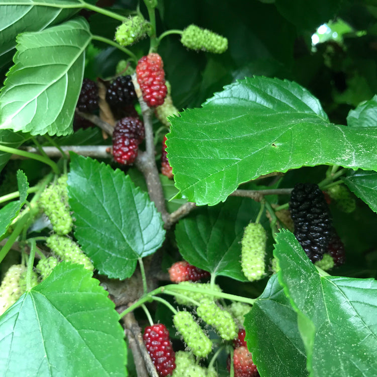 Maulbeere 'Illinois Everbearing'-Jungpflanzen