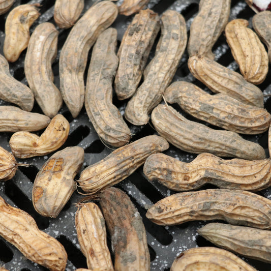 Peanut 'Justmore'® young plants