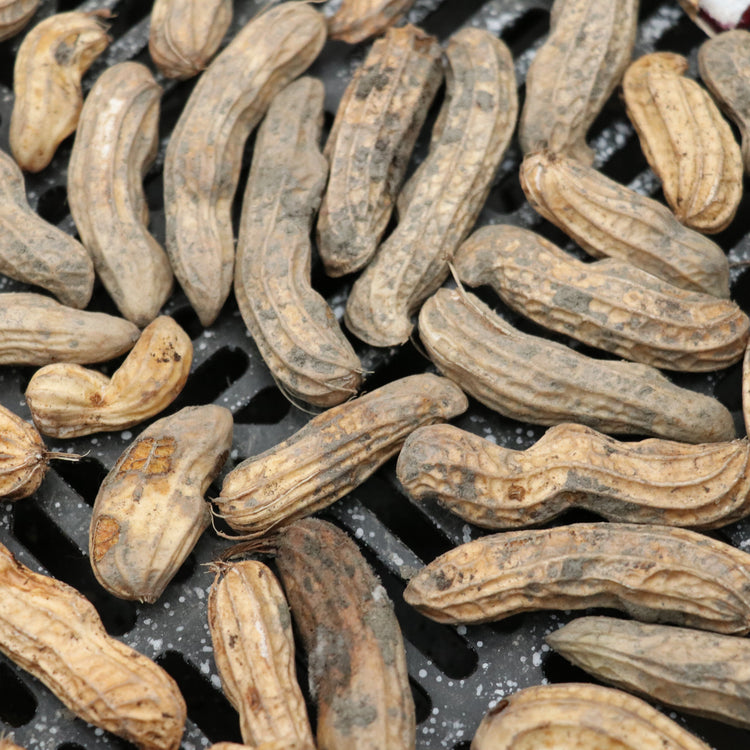 Peanut 'Justmore'® young plants