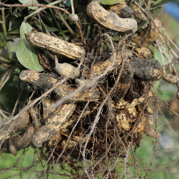 Peanut 'Justmore'® young plants