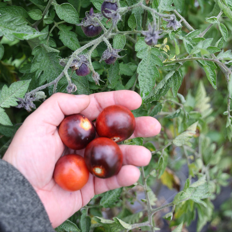 Freilandtomate OpenSky® 'Happyblack®'-Saatgut