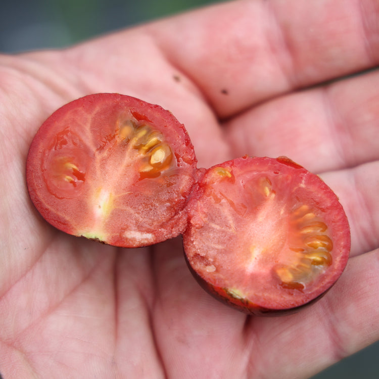 Freilandtomate OpenSky® 'Happyblack®'-Saatgut