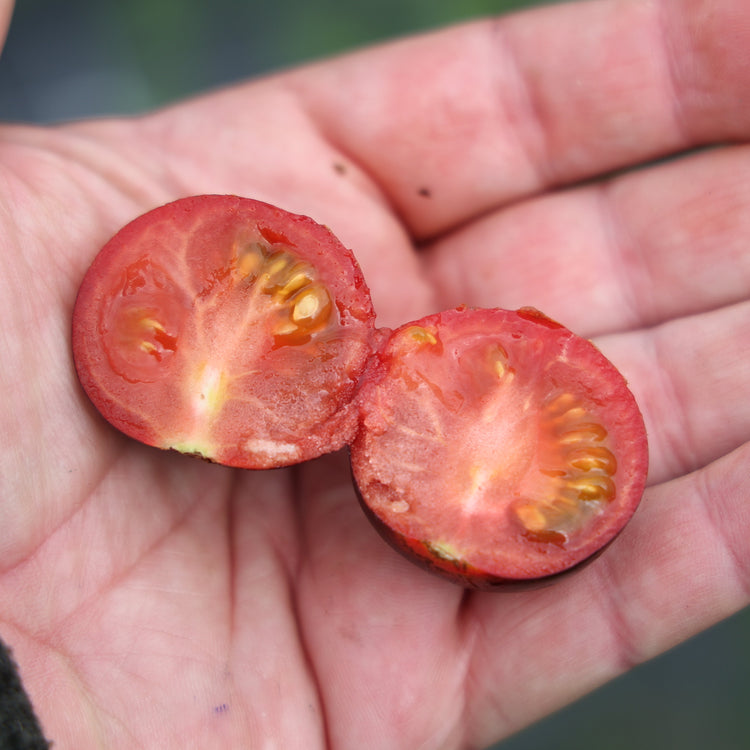 Tomato OpenSky® 'Happyblack®' young plants