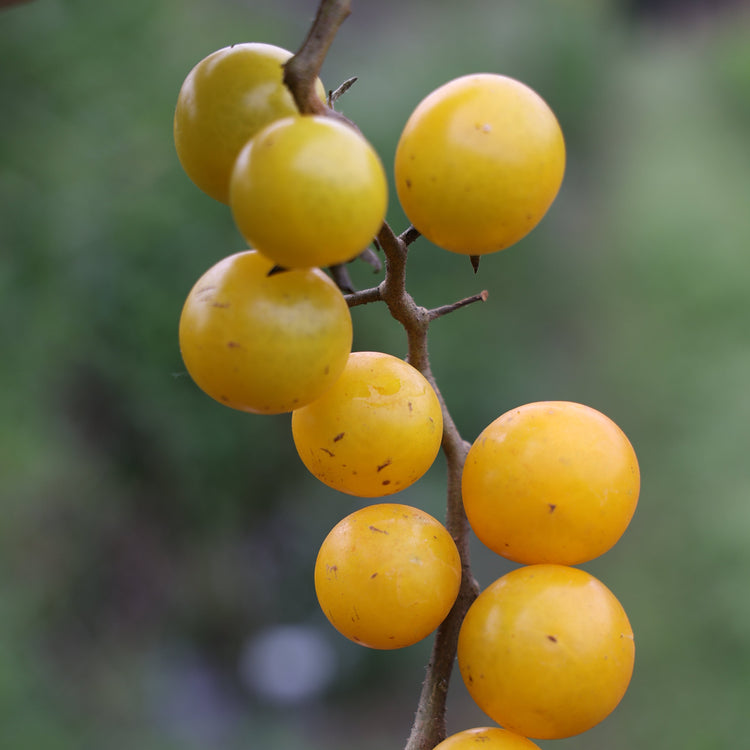 Freilandtomate OpenSky® 'Morningsun®'-Saatgut