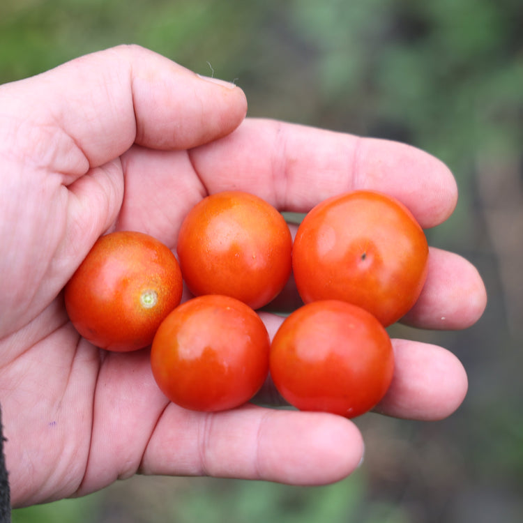 Tomato OpenSky® Sugared® young plants