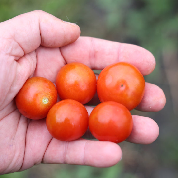 Freilandtomate OpenSky® 'Sugared®'-Saatgut