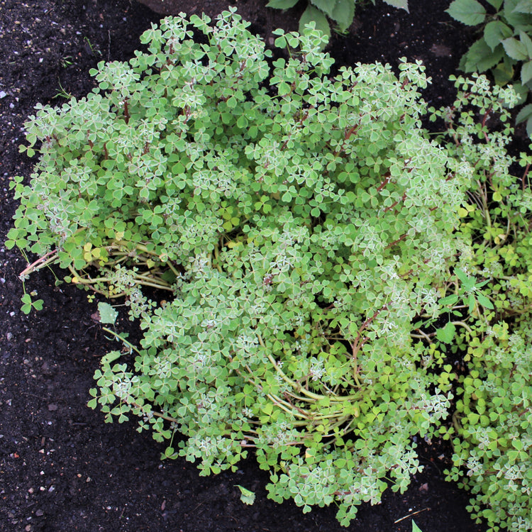 Oca 'Tubered' young plants
