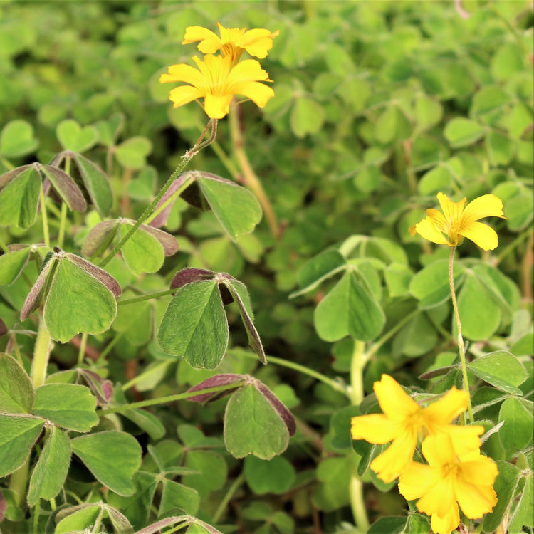 Oca 'Tuberello'-Jungpflanzen