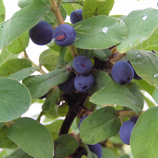 Blue honeysuckle 'Duet' young plants