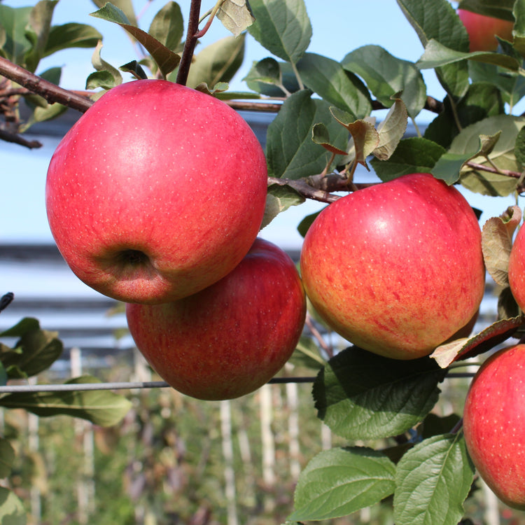 Apple tree Paradis® 'Elegance®' young plants