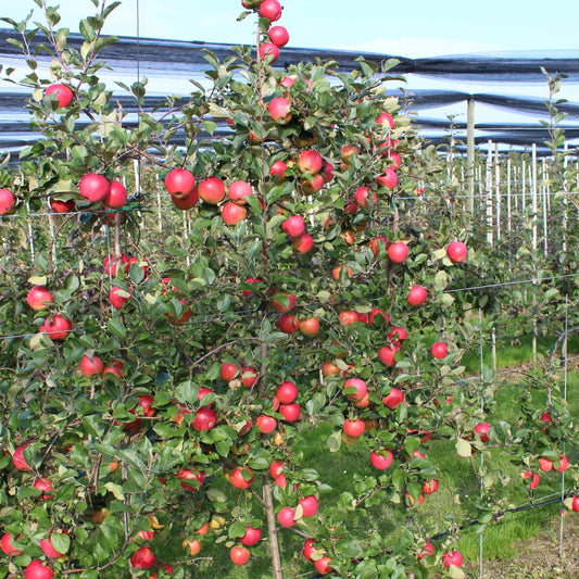 Apple tree Paradis® 'Elegance®' young plants