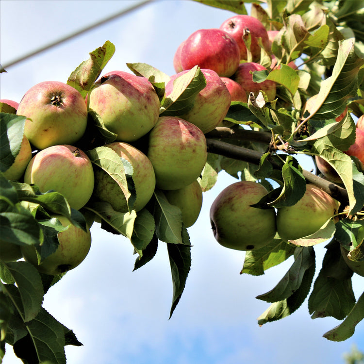 Apple tree Paradis® 'Myra®' young plants