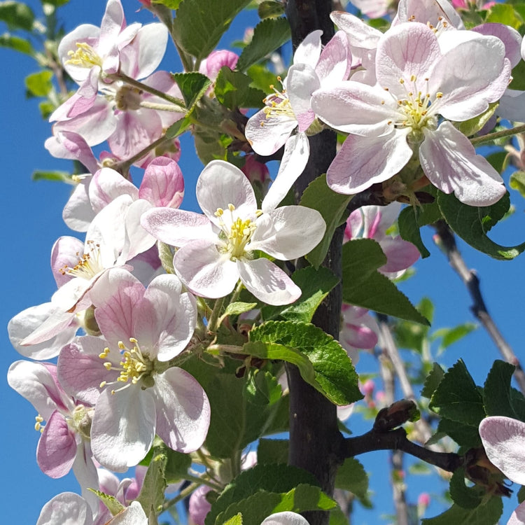 Apple tree Paradis® 'Myra®' young plants