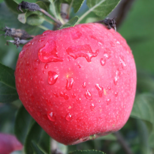 Apple tree Paradis® 'Myra®' young plants