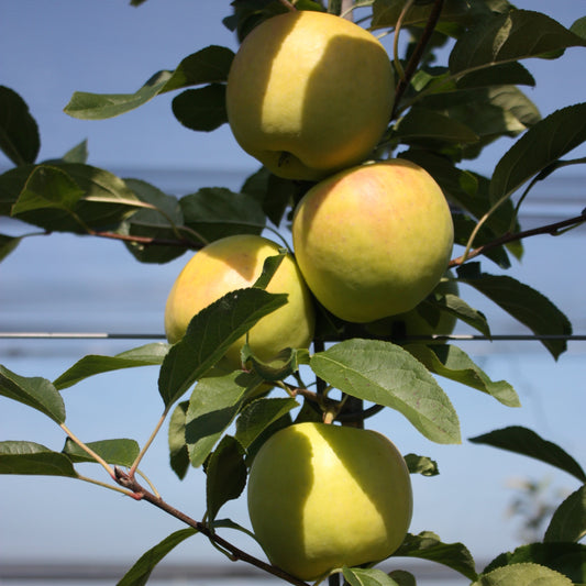 Apfelbaum Bionda® 'Patrizia'-Jungpflanzen