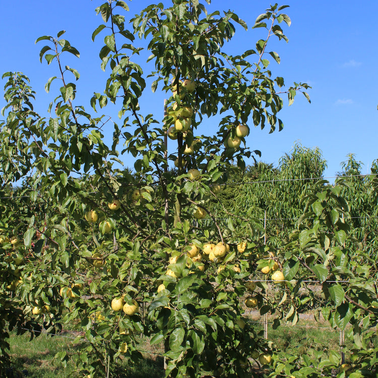 Apfelbaum Bionda® 'Patrizia'-Jungpflanzen