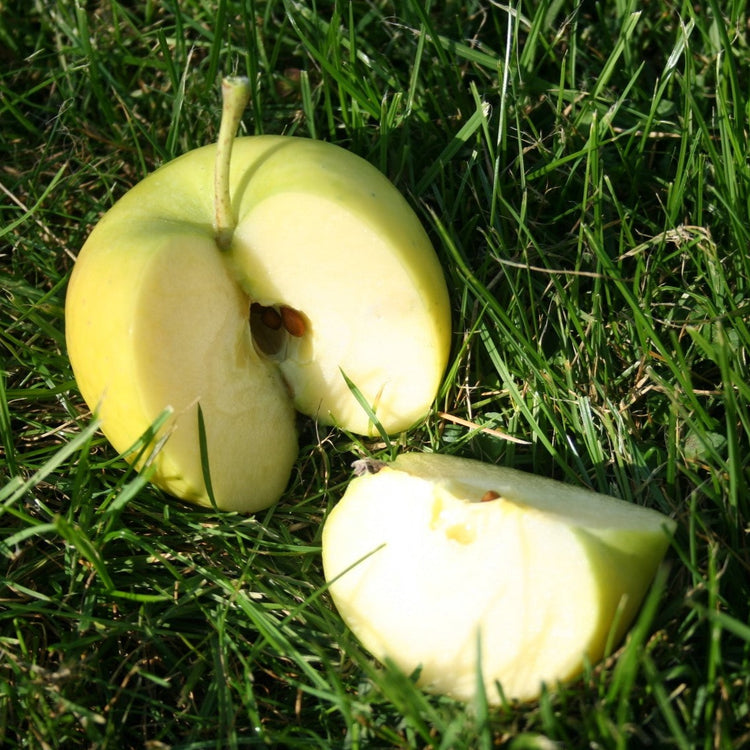 Apple tree Bionda® 'Patrizia' young plants
