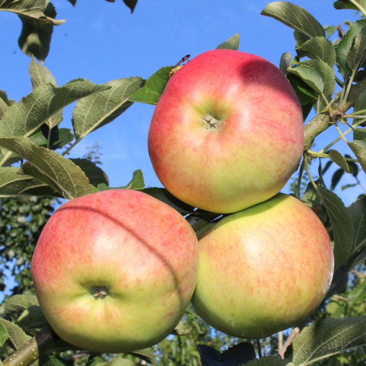 Apple tree Paradis® 'Werdenberg®' young plants