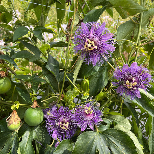 Passionsfrucht Cooltropics® '24-101'-Jungpflanzen