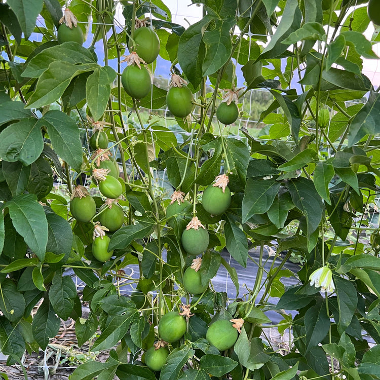 Passionsfrucht Cooltropics® Snowstar®-Jungpflanzen