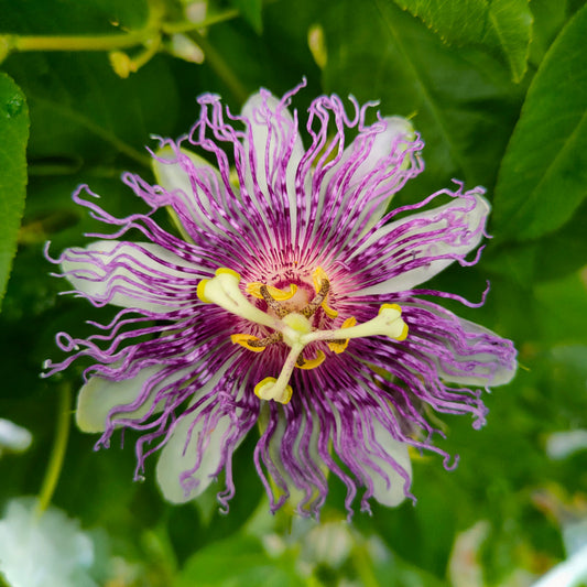 Passionfruit Cooltropics® 'Bora Bora' young plants