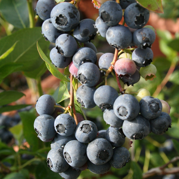 Heidelbeere 'Patriot'-Jungpflanzen