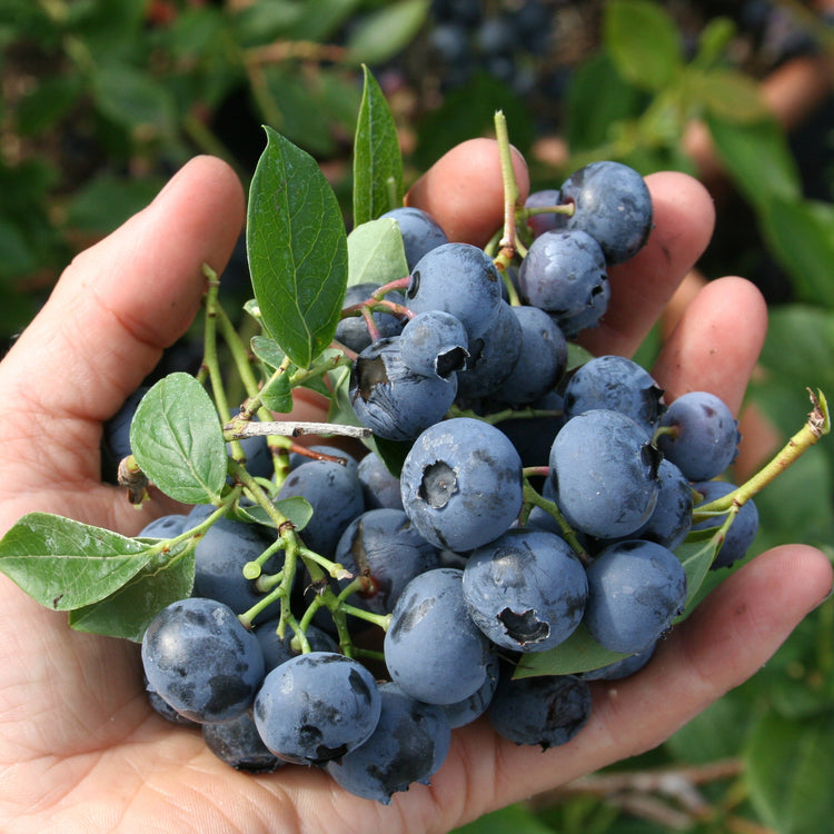 Heidelbeere 'Patriot'-Jungpflanzen