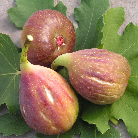 Fig Gustis® Perretta® young plants