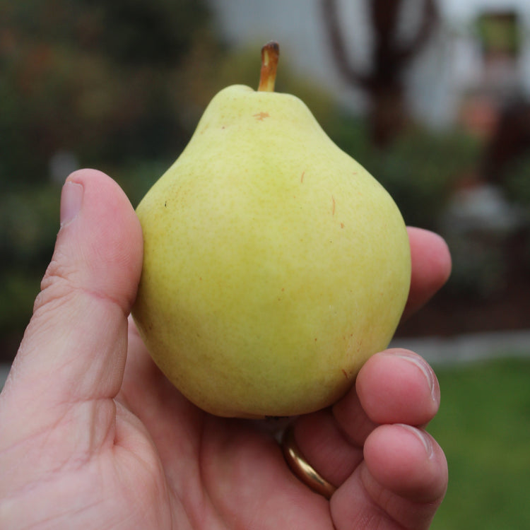 Columnar pear tree Pirini® 'Myway®' young plants