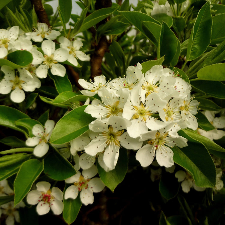 Dwarf pear tree Pironi® 'Joy of Kent®' young plants