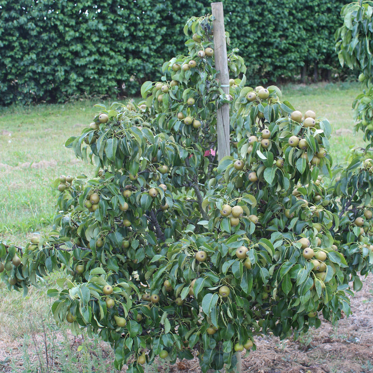 Dwarf pear tree Pironi® 'Joy of Kent®' young plants