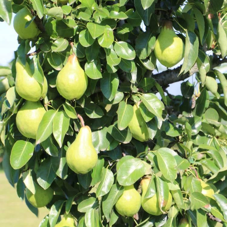 Dwarf pear tree Pironi® 'Little Sweety®' young plants