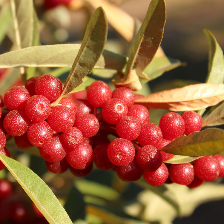 Oleaster Pointilla® 'Amoroso®' young plants