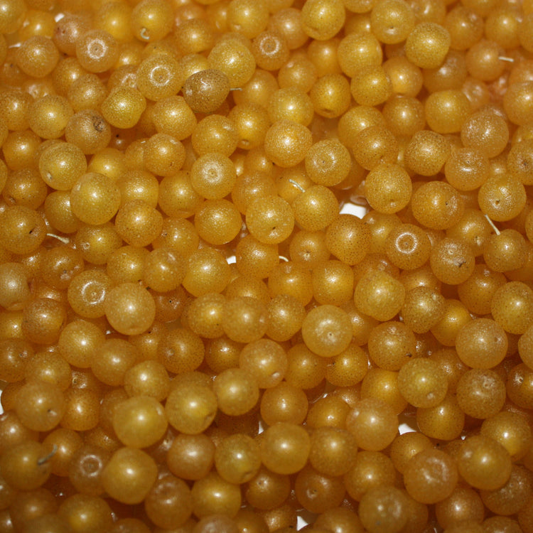 Ölweide Pointilla® 'Fortunella®'-Jungpflanzen