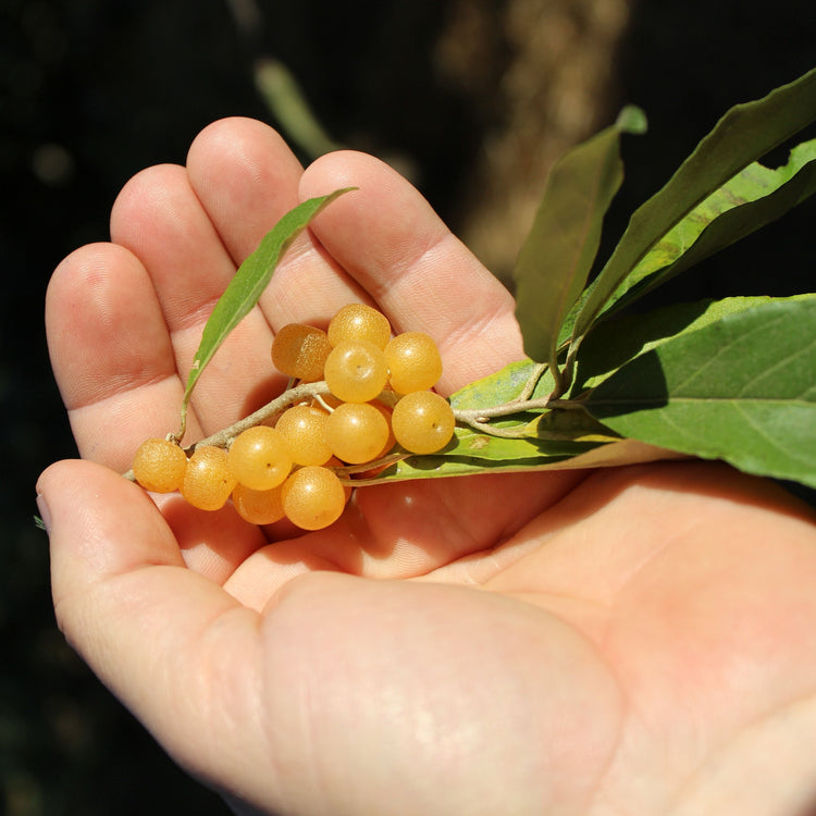 Ölweide Pointilla® 'Fortunella®'-Jungpflanzen