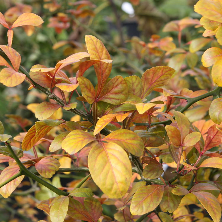 Bitter orange young plants