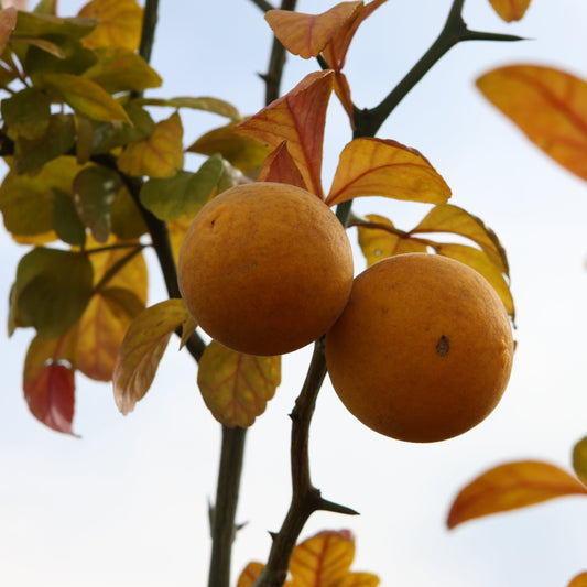 Bitter orange young plants