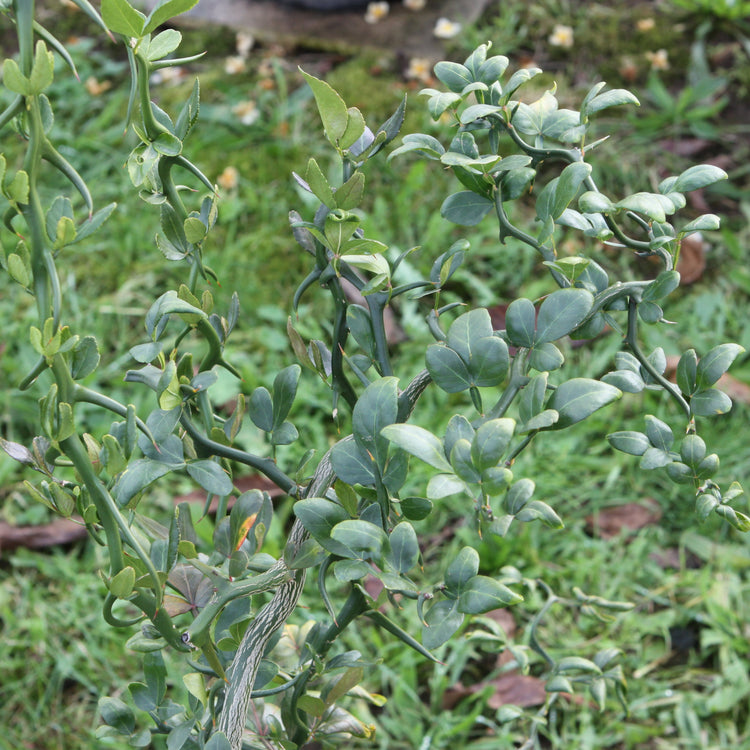 Twisted three-leaf Orange 'Flying Dragon' young plants