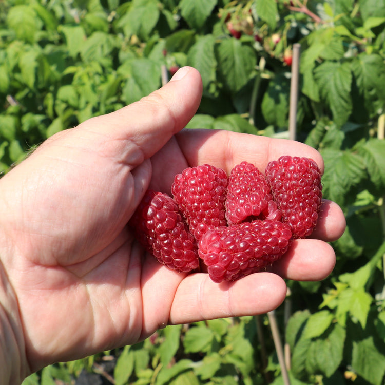 Raspberry Primeberry® 'Autumn Happy®' young plants