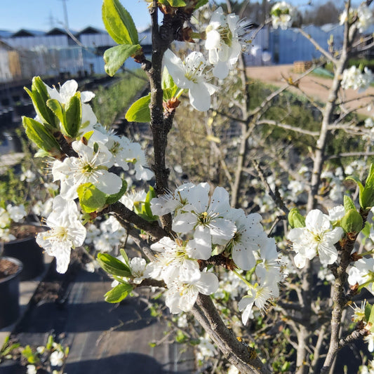 Wild Plum 'Pogauner' seedlings