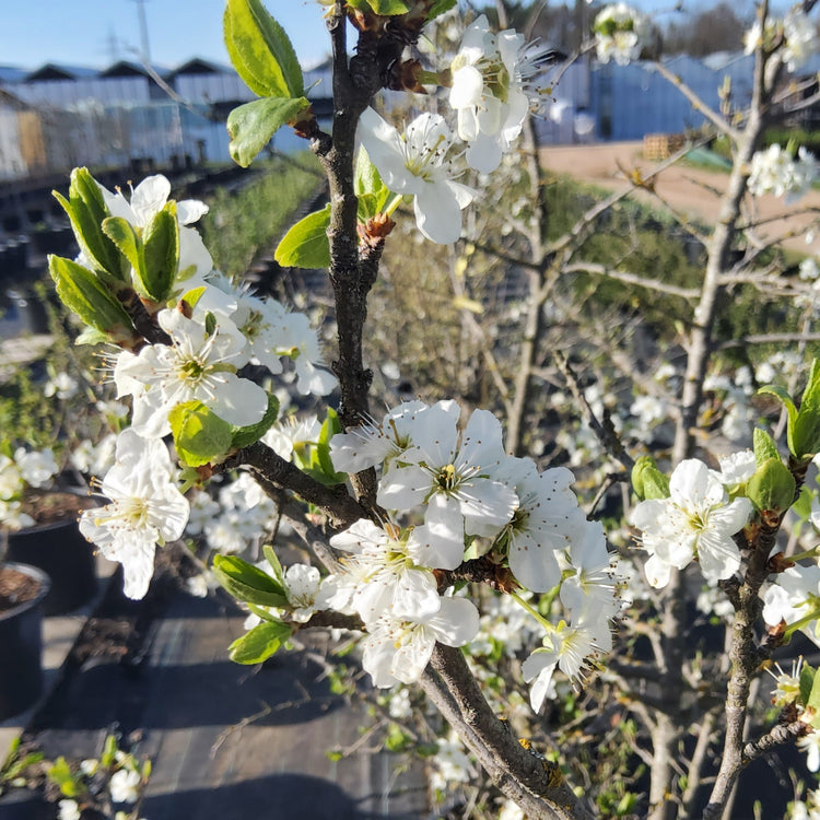 Wild Plum 'Pogauner' seedlings